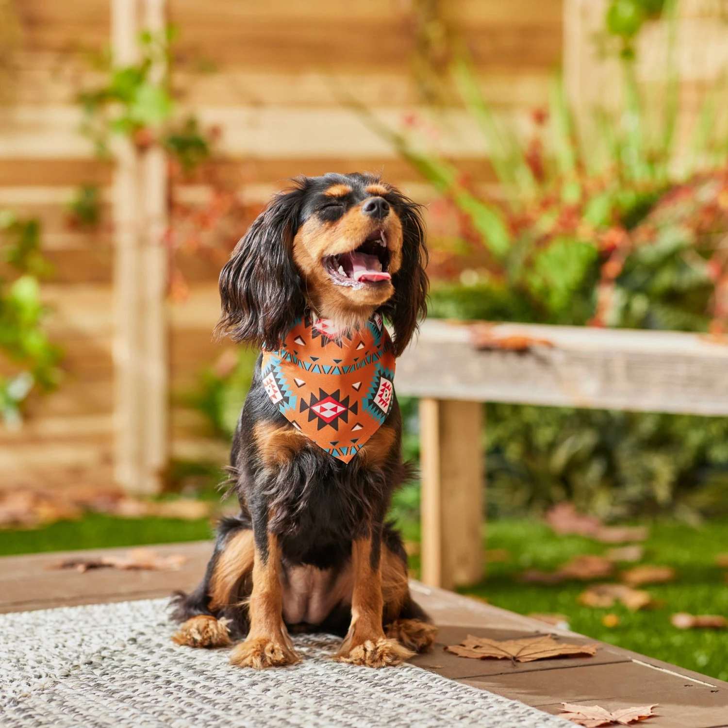 Frisco Southwest Dog & Cat Bandana - Image 6
