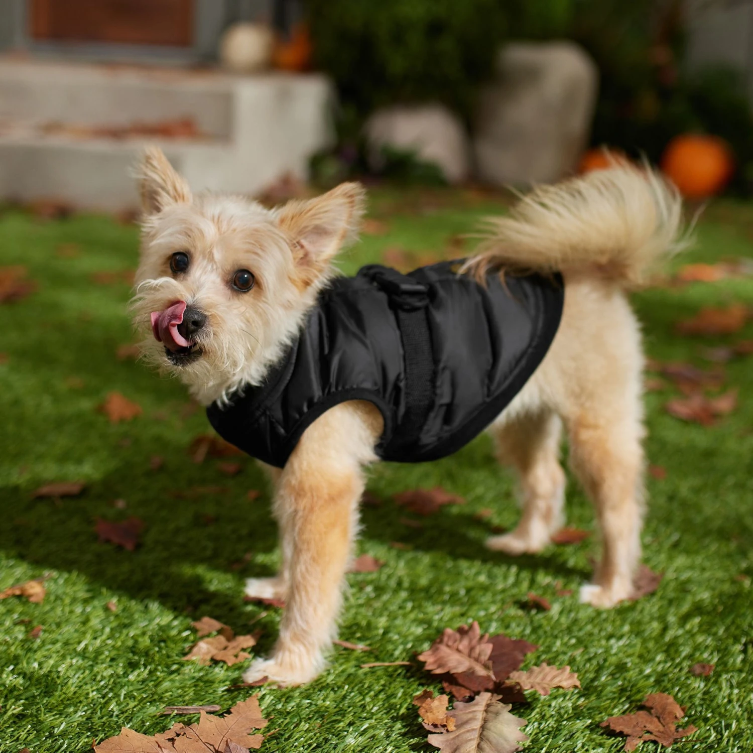 Frisco Lightweight Belted Puffer Dog & Cat Jacket - Image 6